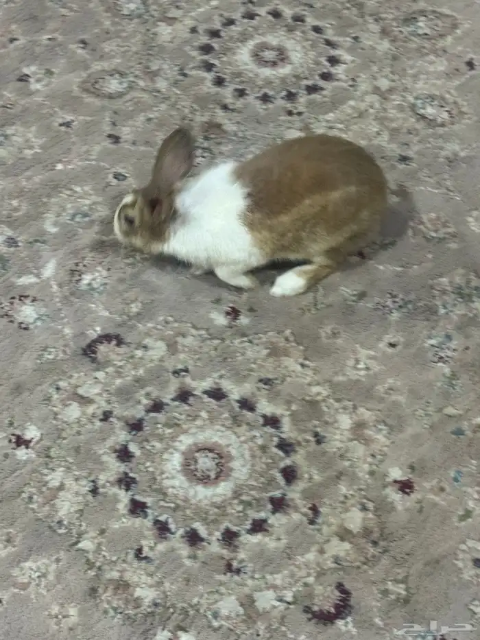 ارنب اليف سعر البيع ب 50 مع صندوقه 1