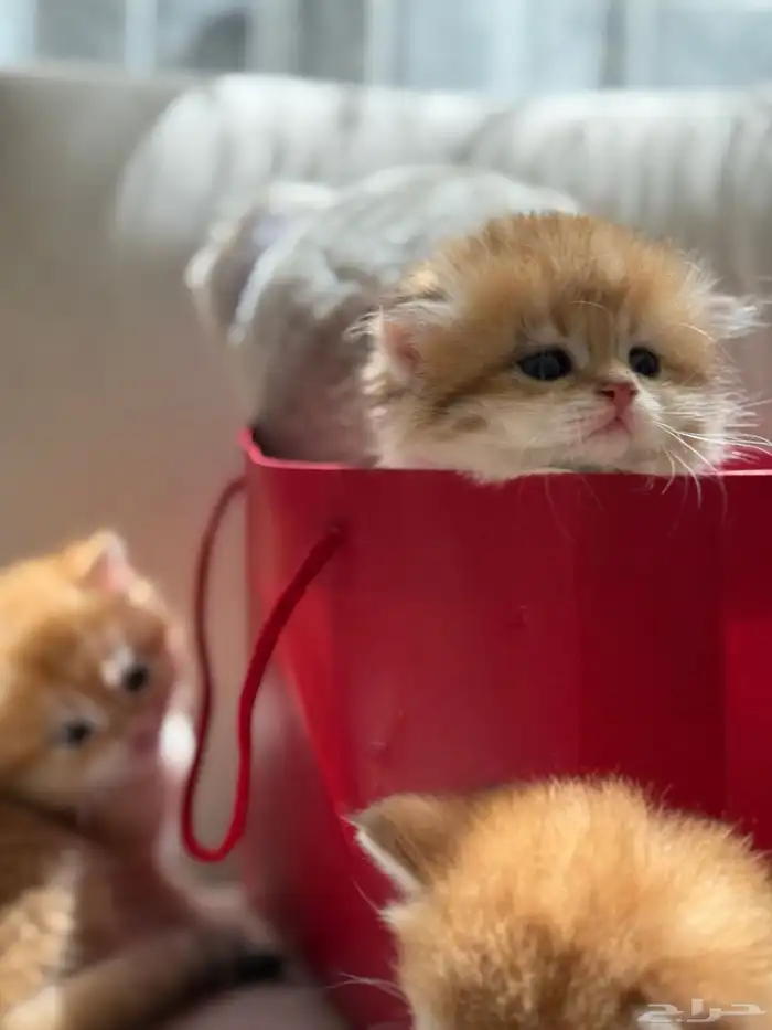 قطط برتش   سكوتش   للبيع 12