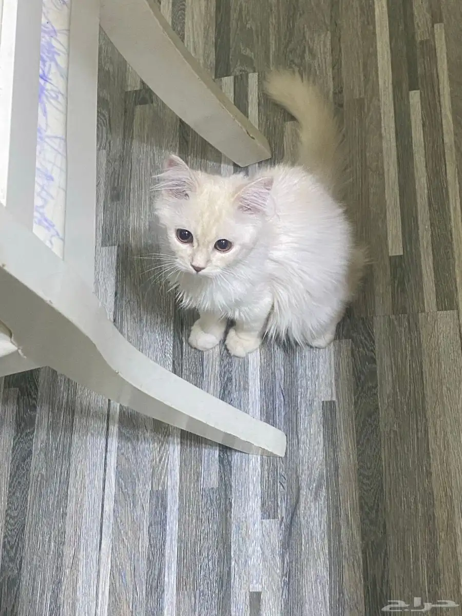 قطط 3