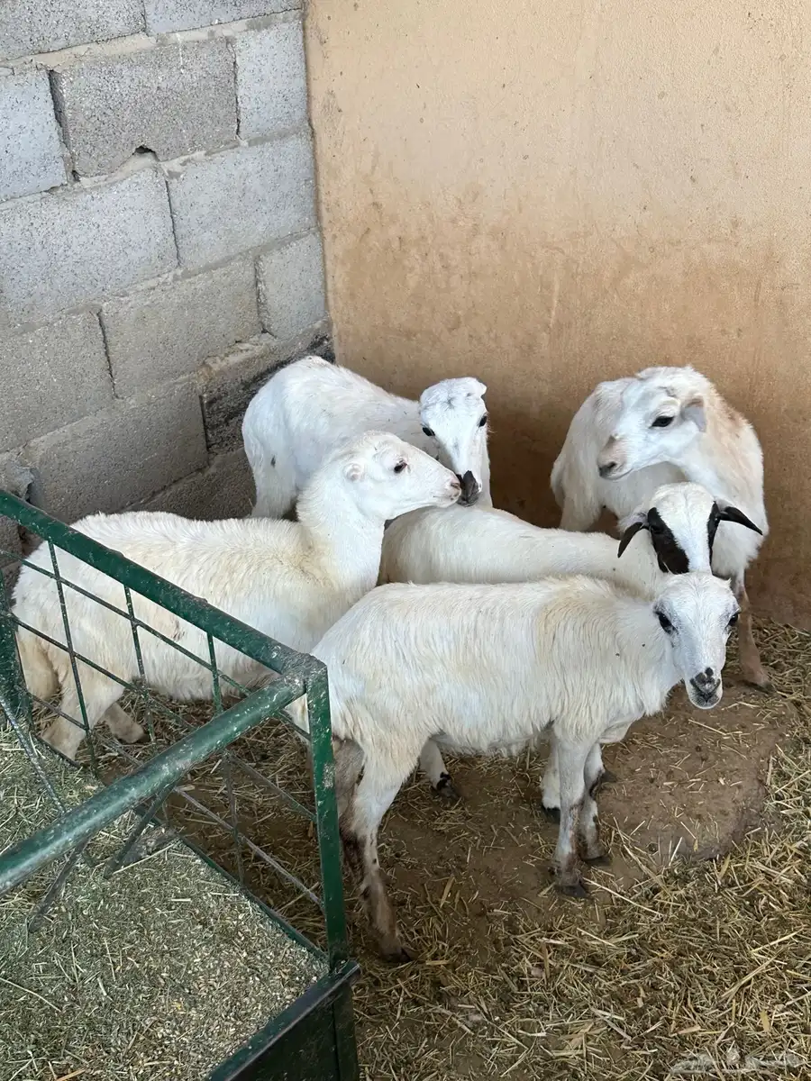 رخال رفيد 8