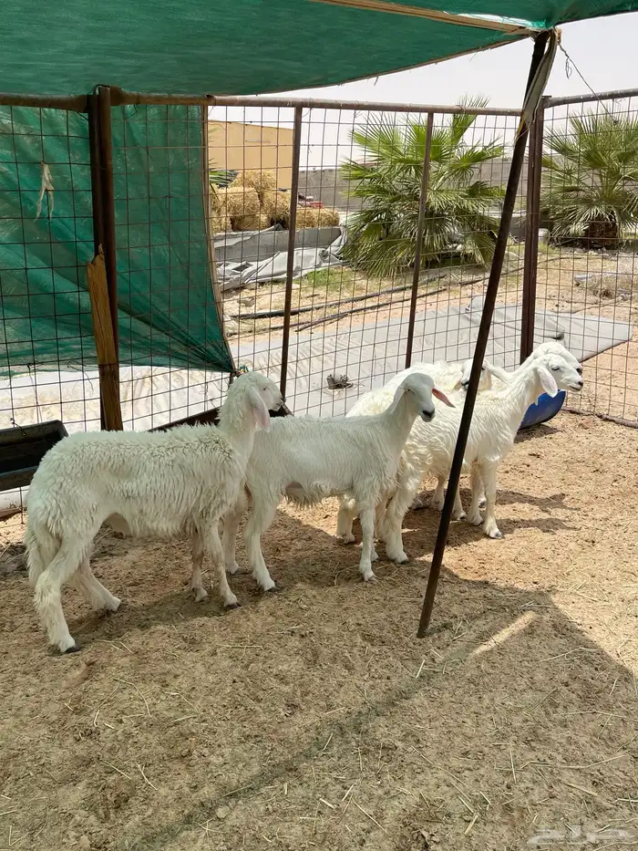 رخال للبيع حريات 1
