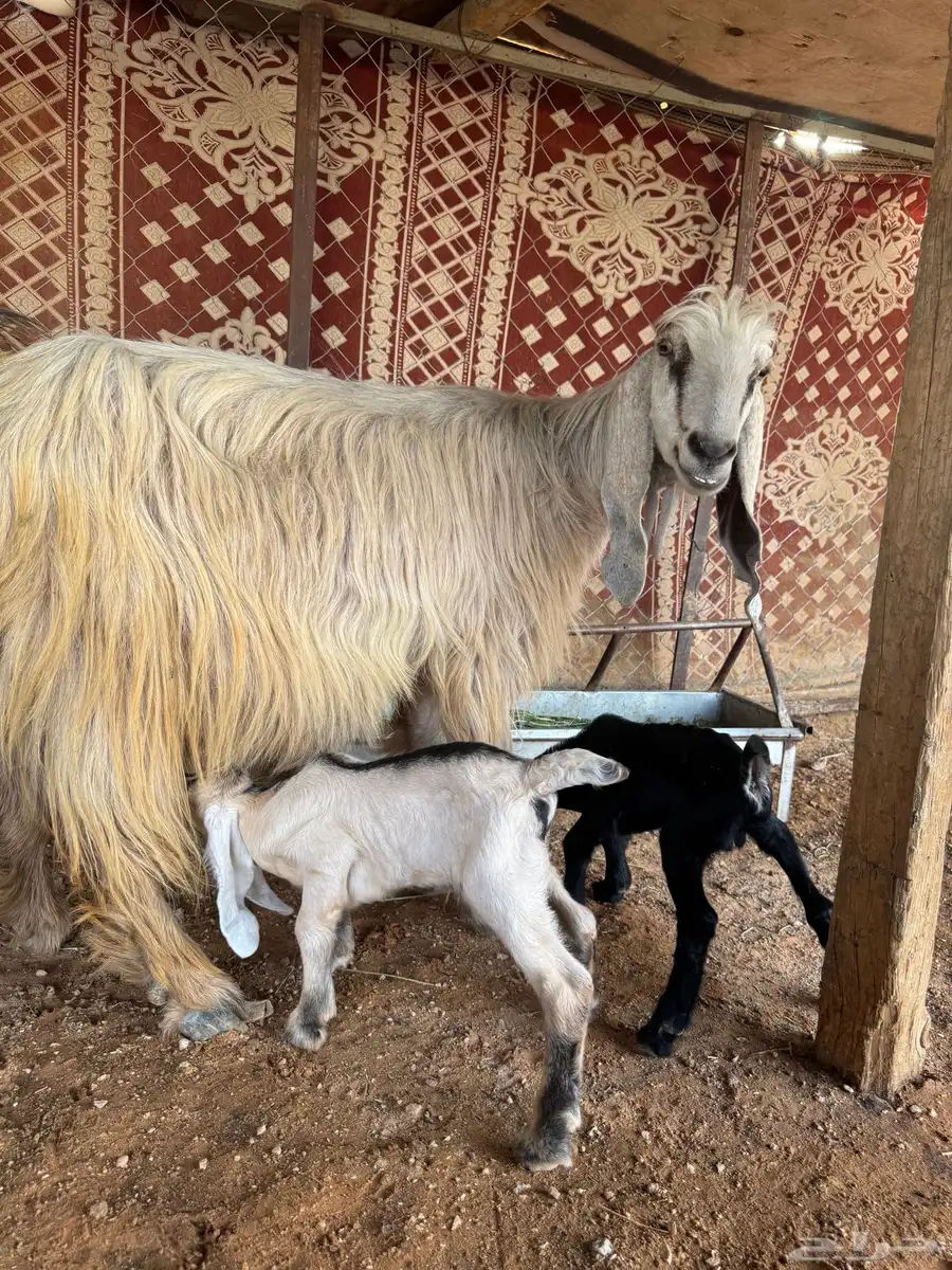 الموقع الخرج 0