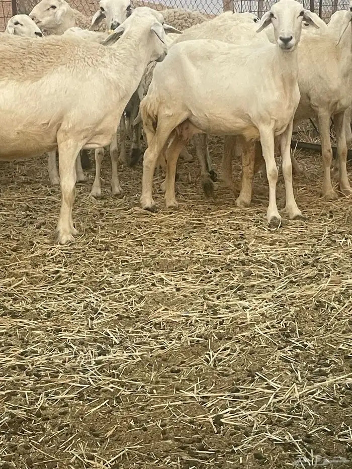 غنم حريات مراح 13