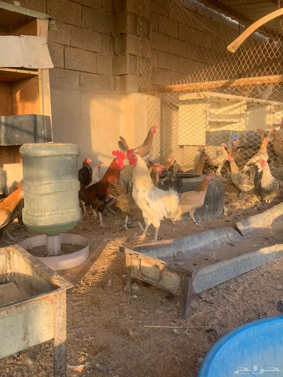 مشروع دجاج 1
