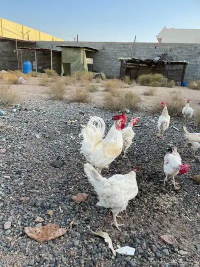 دجاج لوهمان للبيع 3