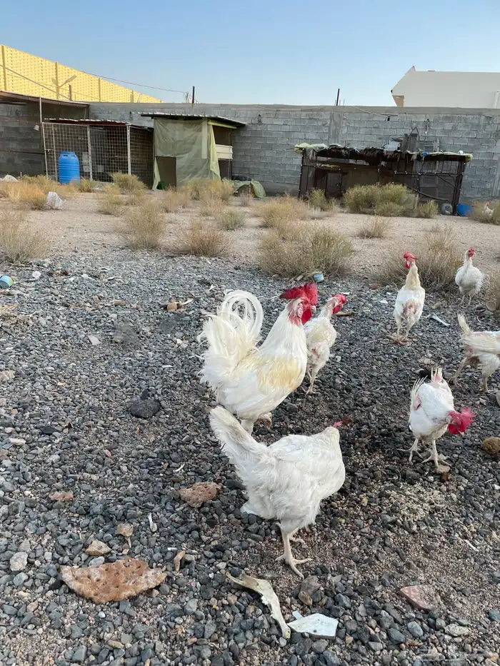 دجاج لوهمان للبيع 3