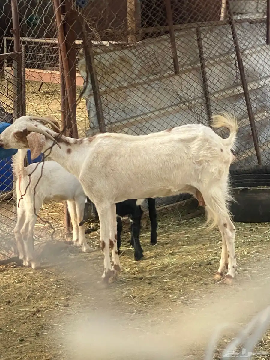 ماعز للبيع 2