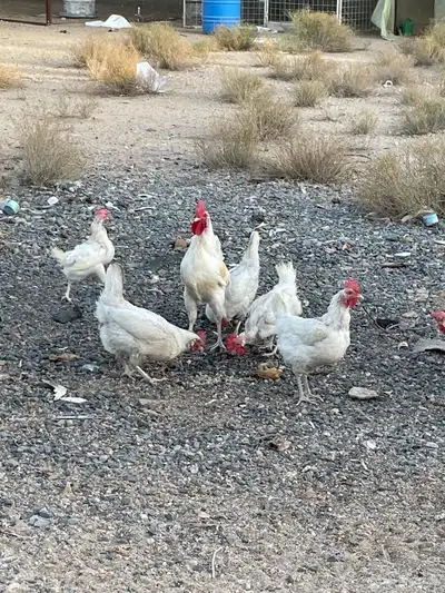 دجاج لوهمان للبيع 0