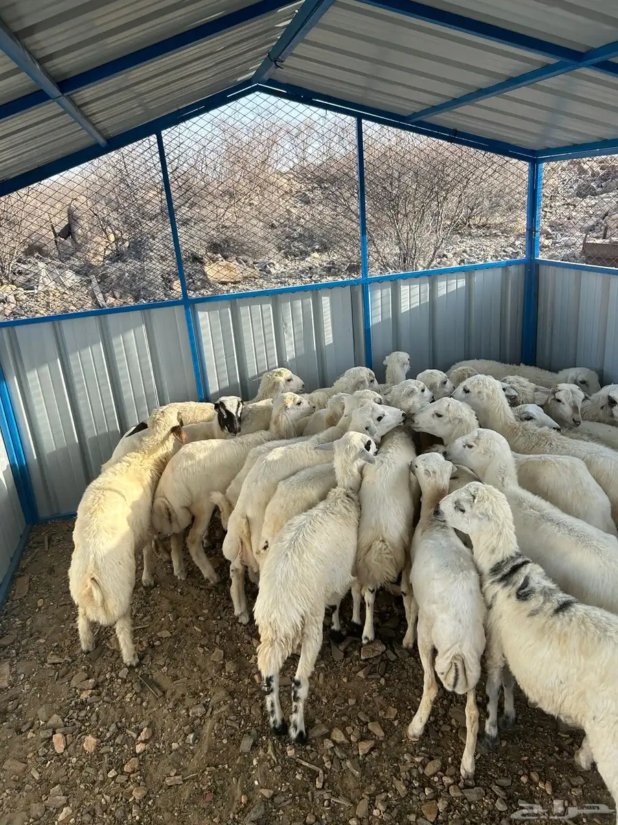 طليان ورخال تربية للبيع 2