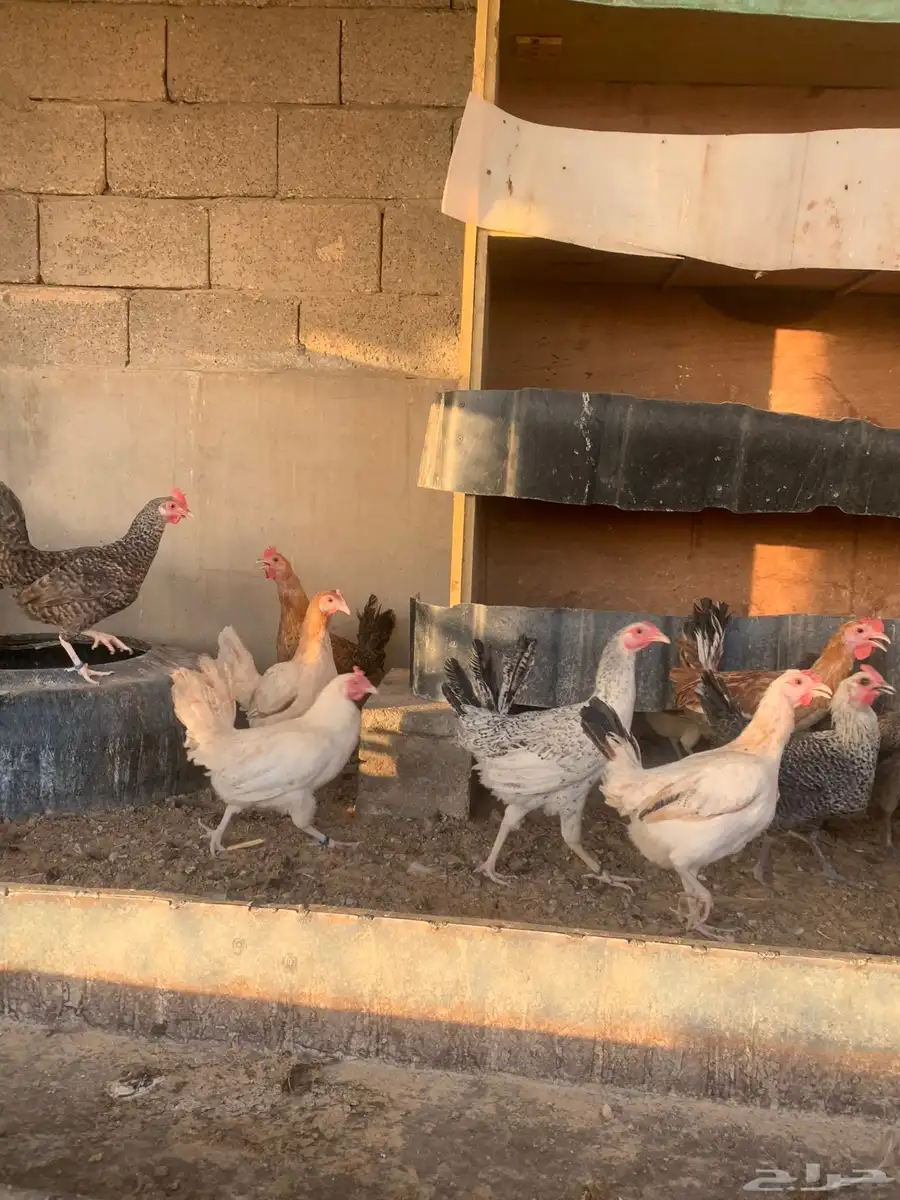 مشروع دجاج 0