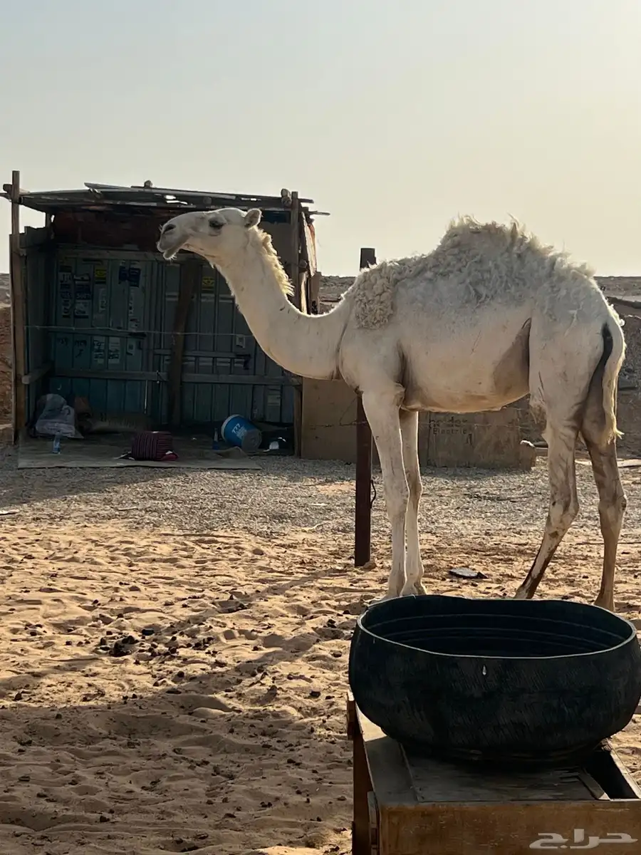 مفرود 0