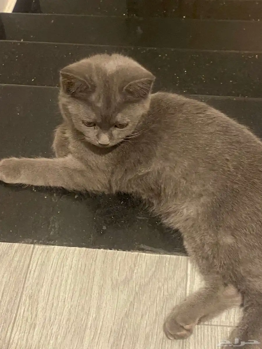 قطط 0