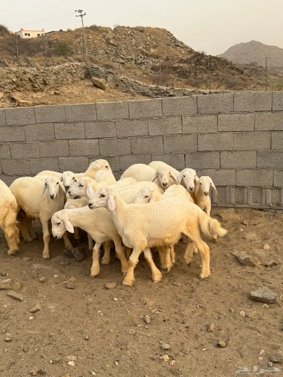 طليان حريات فاخره (14) 2