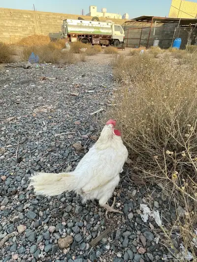 دجاج لوهمان للبيع 5
