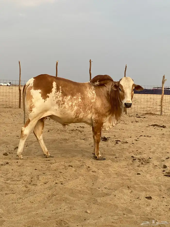 ثور للبيع محافظة الليث 3