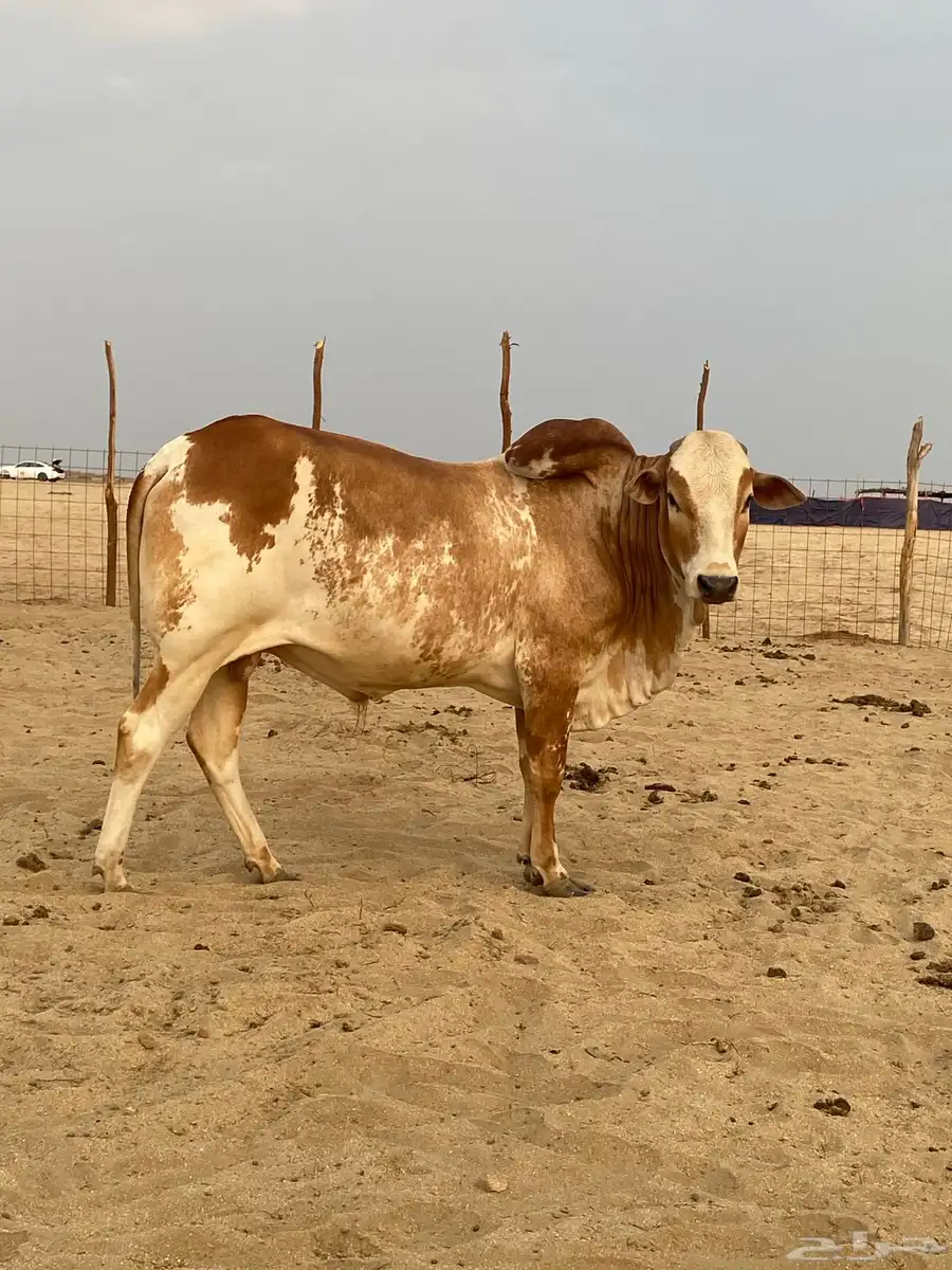 ثور للبيع محافظة الليث 3