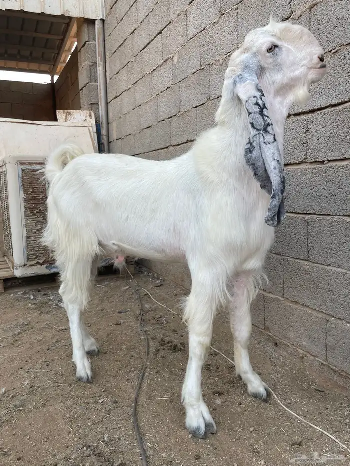 تيس اجم جذع مشروك ابيض 13