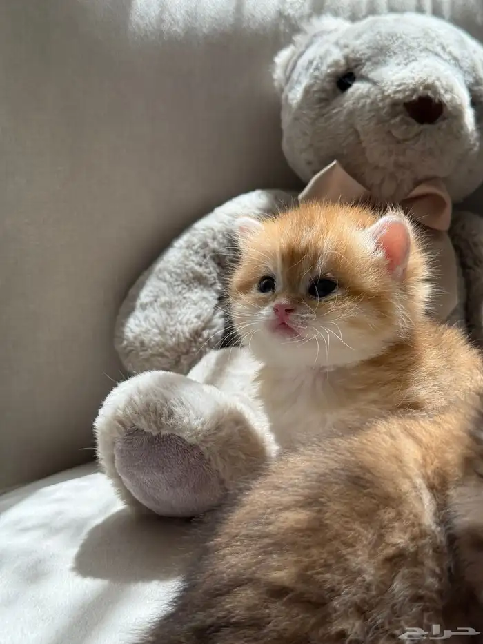 قطط برتش   سكوتش   للبيع 11