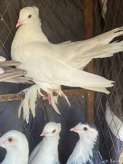 حمام 0