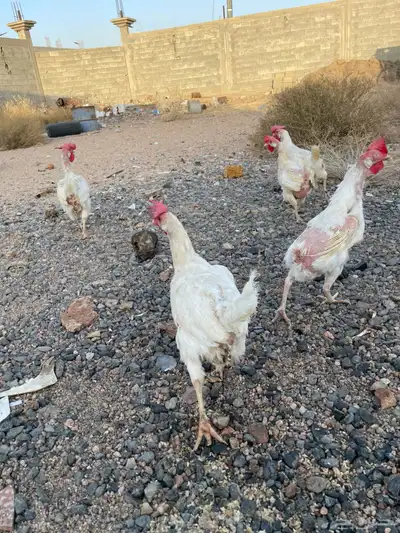 دجاج لوهمان للبيع 6