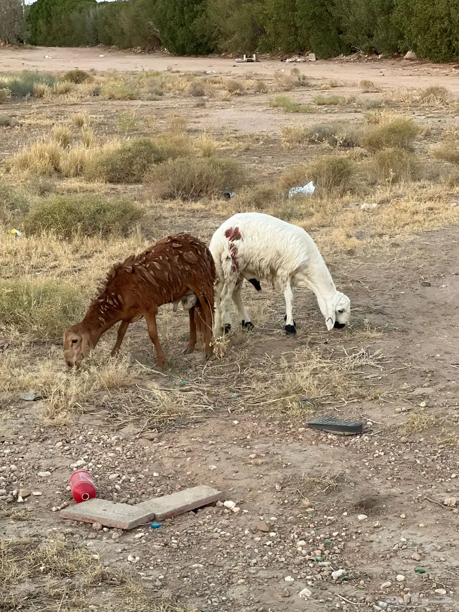 طليان سواكني طيبة 1