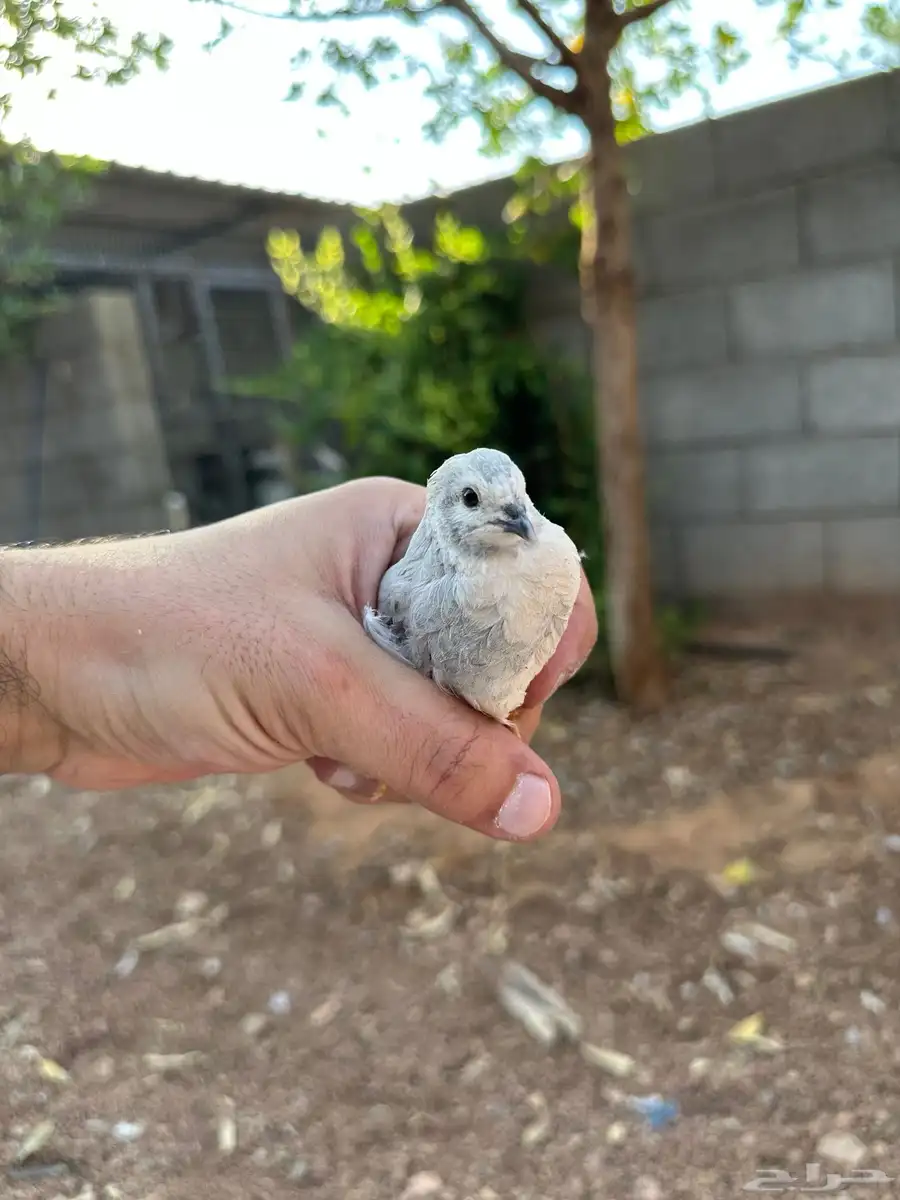 سمان صيني 1