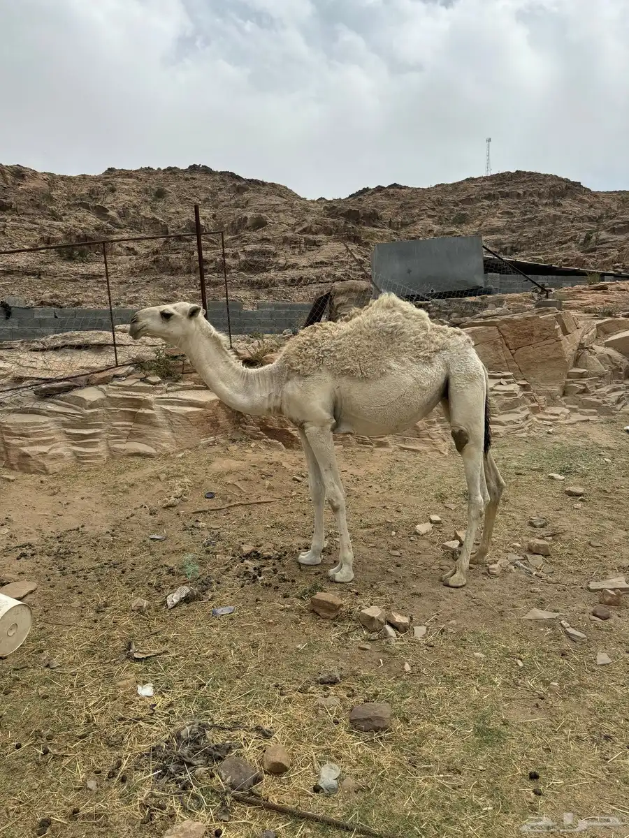 بكره باتليه 2