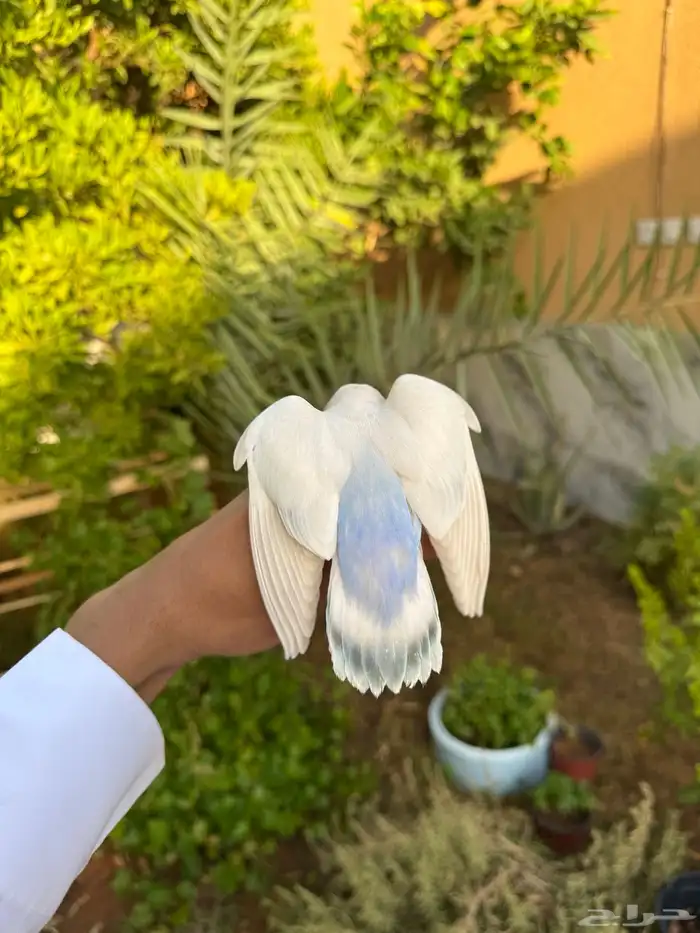 طير مفقود الرياض حي النهضة 0