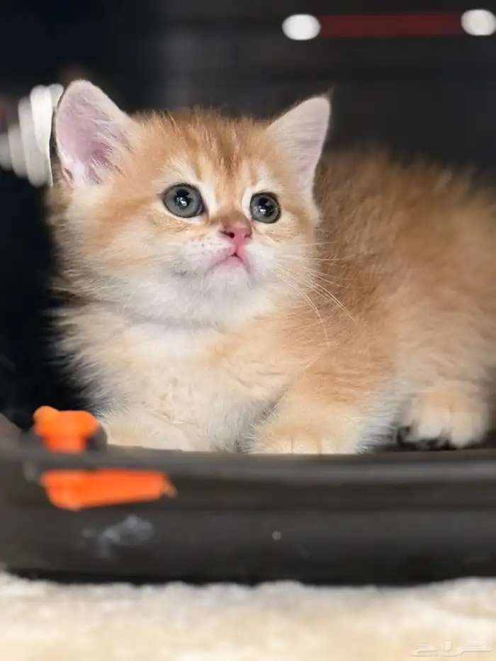 قطط برتش   سكوتش   للبيع 3