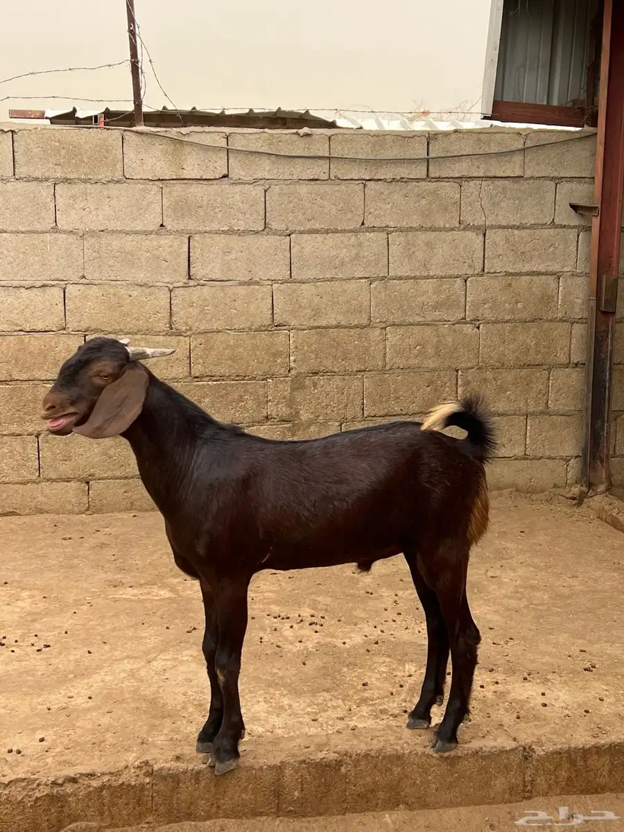 مشروع فحل كايف 2