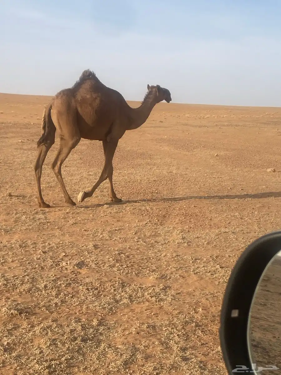 شعلا جذعة 0