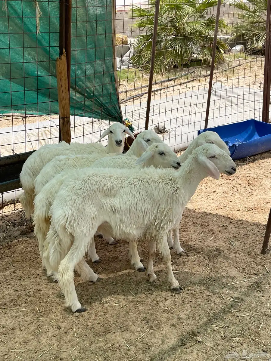 رخال للبيع حريات 4
