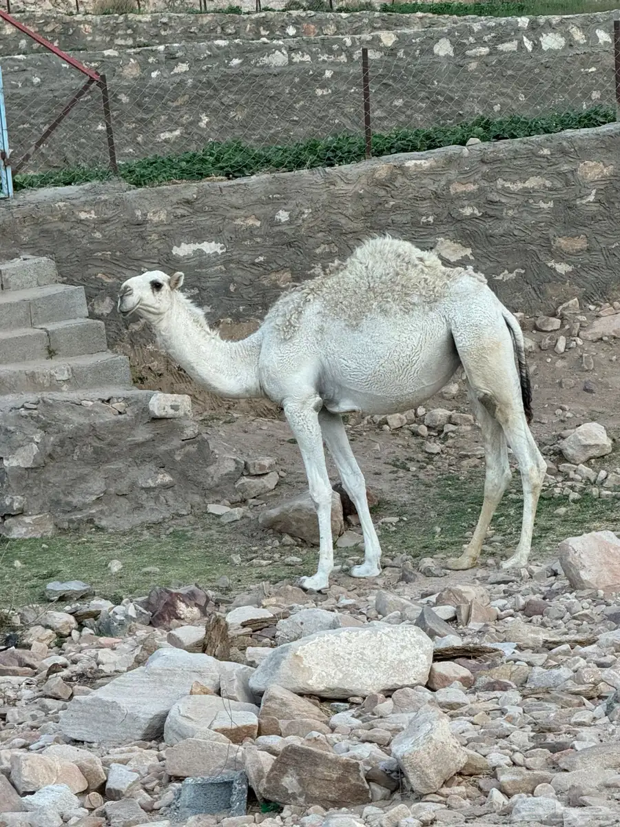 بكره باتليه 0
