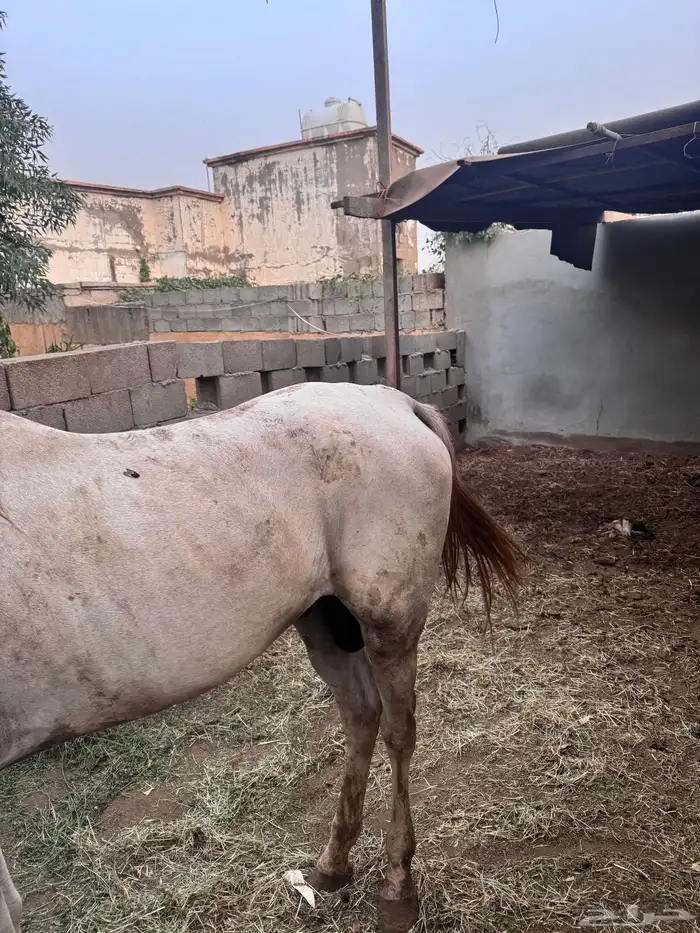 حصان شعبي للبيع 1