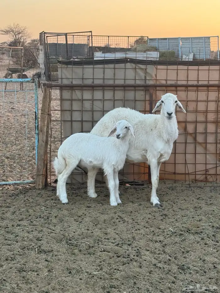 شاه خلفه صنف 1