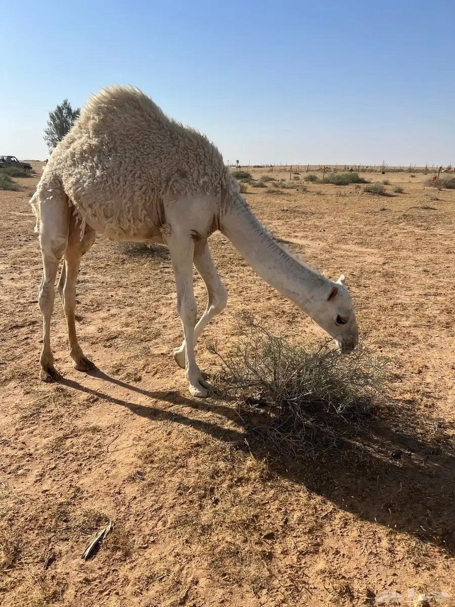 قعود للبيع 1