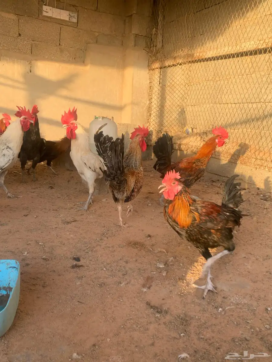 مشروع دجاج 13