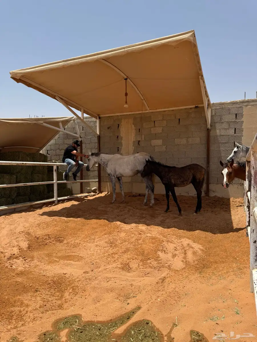العفجه يوجد مجموعة خيل للبيع 0