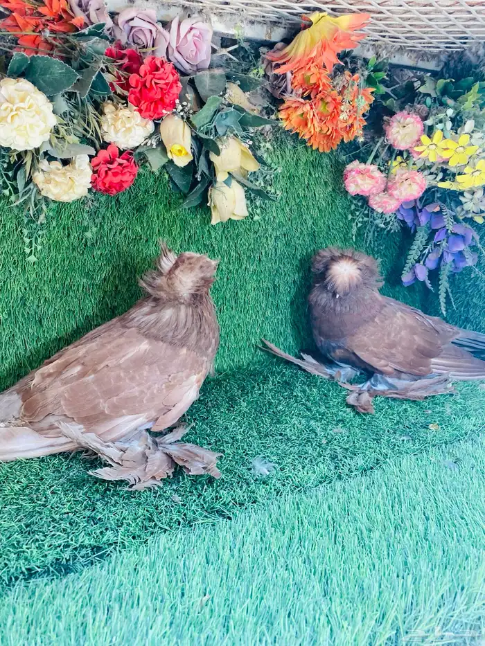 للبيع طبه بخاره احمر 2025 1