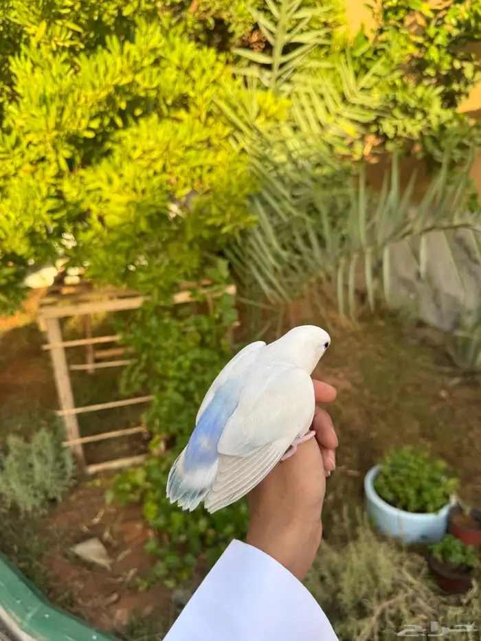 طير مفقود الرياض حي النهضة 1