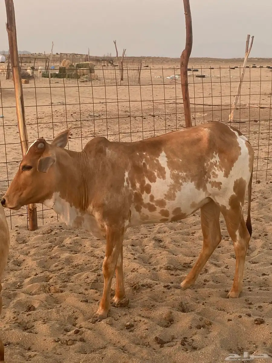 حسيله للبيع 2