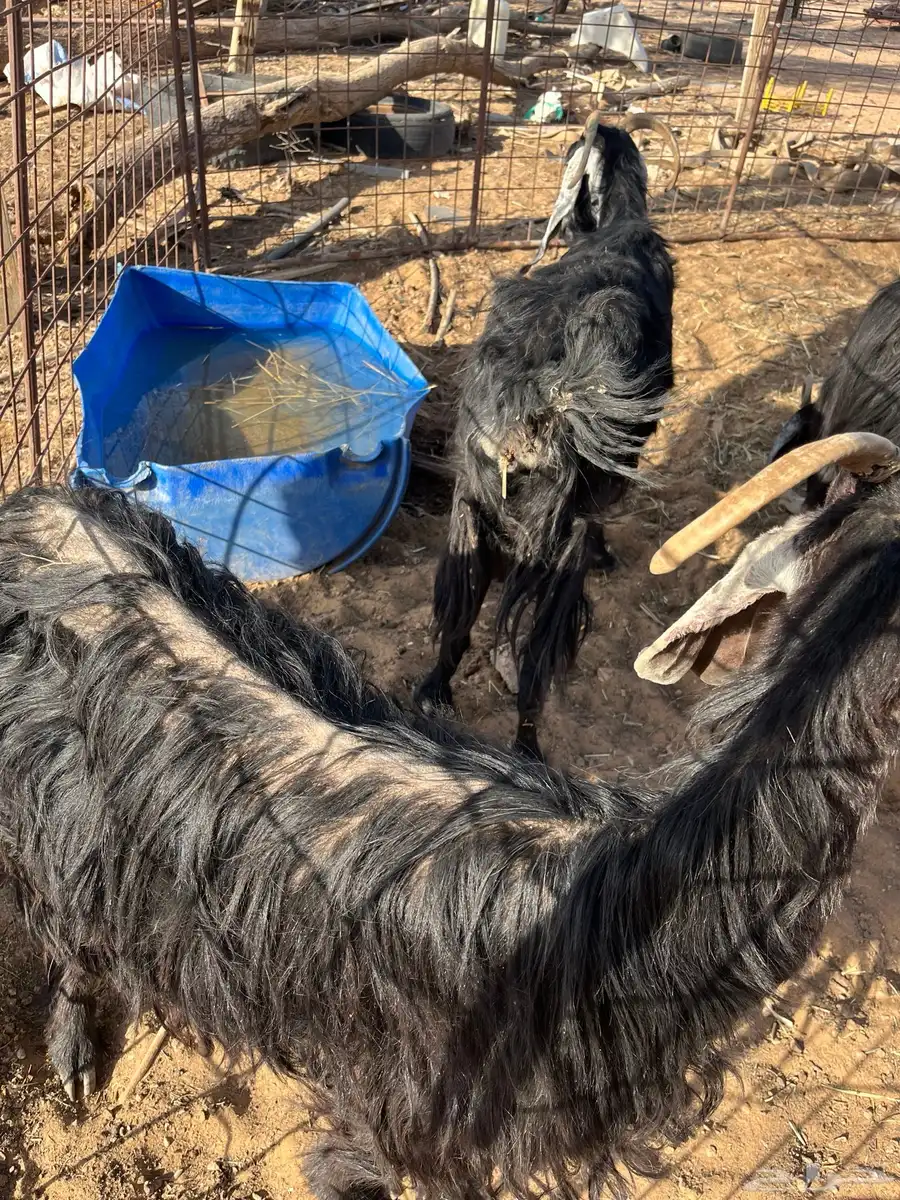 للبيع معزا 8