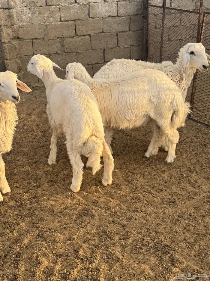 بادية العقيق 1