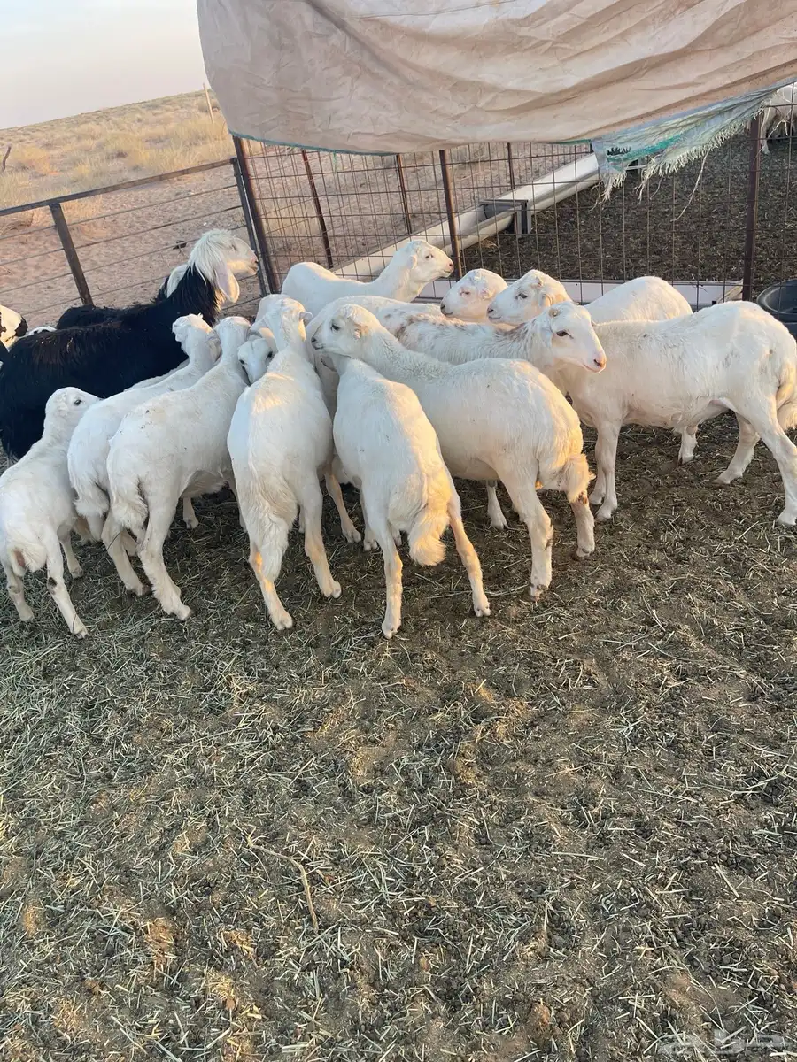 طليان سواكن العدد 12 خروف انتاج 0
