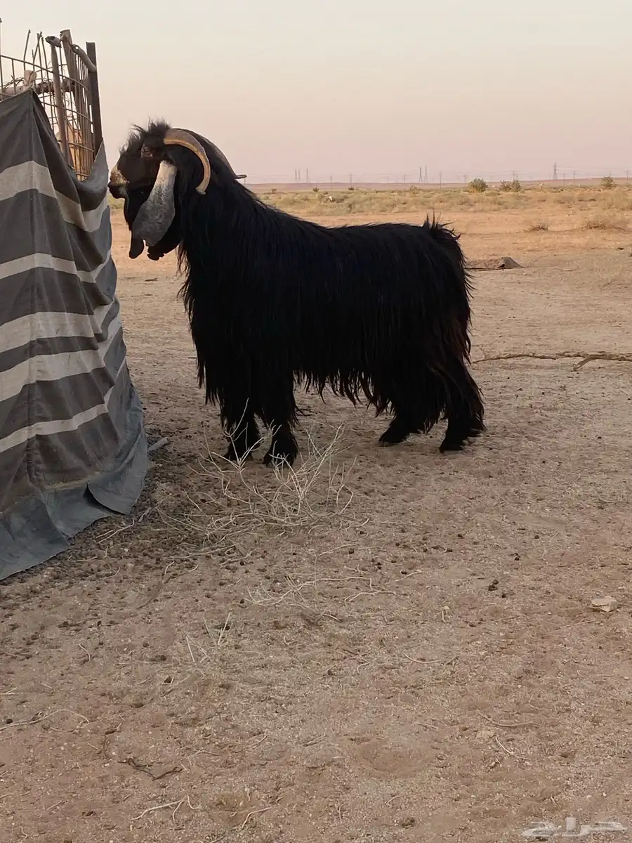 تيس فحل 0