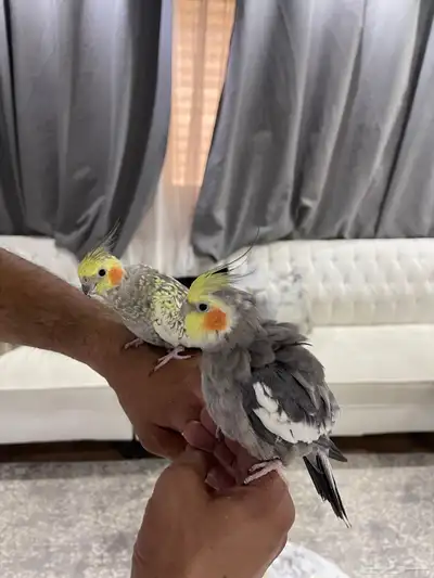 جوز كروان كوكتيل 1