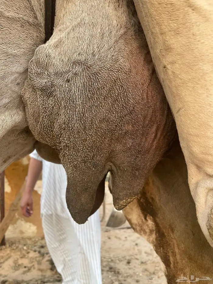 خلفه منيحه الضيفان حليب واجد اركه 2
