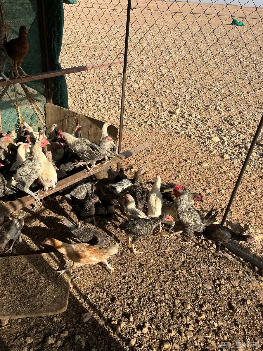 دجاج بلدي عمر خمس اشهور يوجد  تفريد 0