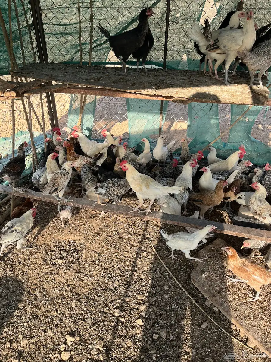 دجاج بلدي عمر خمس اشهور يوجد  تفريد 1