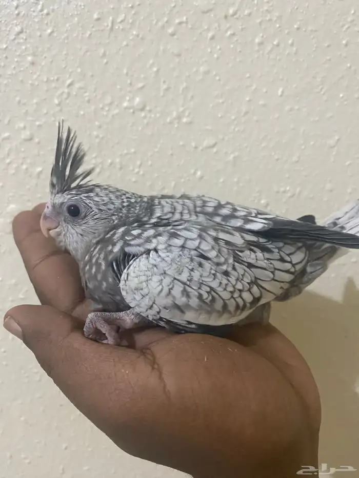 فروخ كروان (تم البيع ) 1